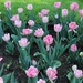 My Favorite Pink Tulips in the Public Garden by deborahsimmerman