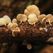 Tiny fungi by maureenpp