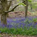 Bluebell Woods by gillian1912