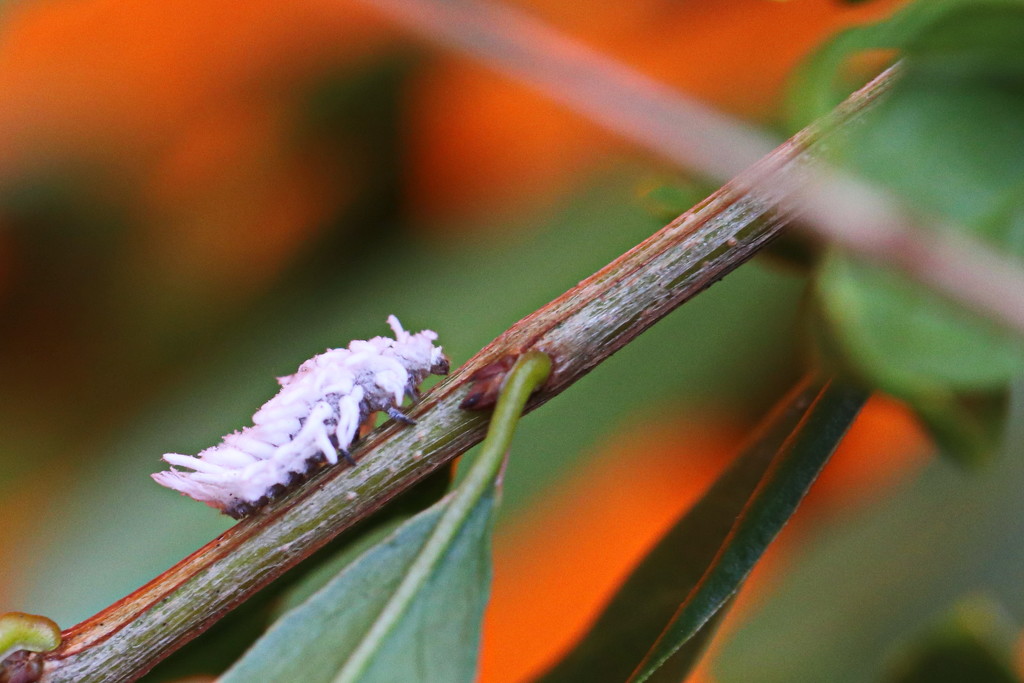 Mealybug Ladybird Larvae by terryliv