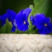 Little Flower Blue by carole_sandford