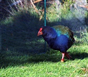 3rd May 2017 - Takahe foster parent