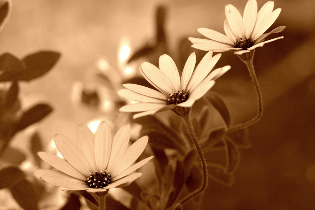 African daisies in sepia..... by ziggy77