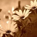 African daisies in sepia..... by ziggy77