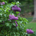 Lilac bush by mittens