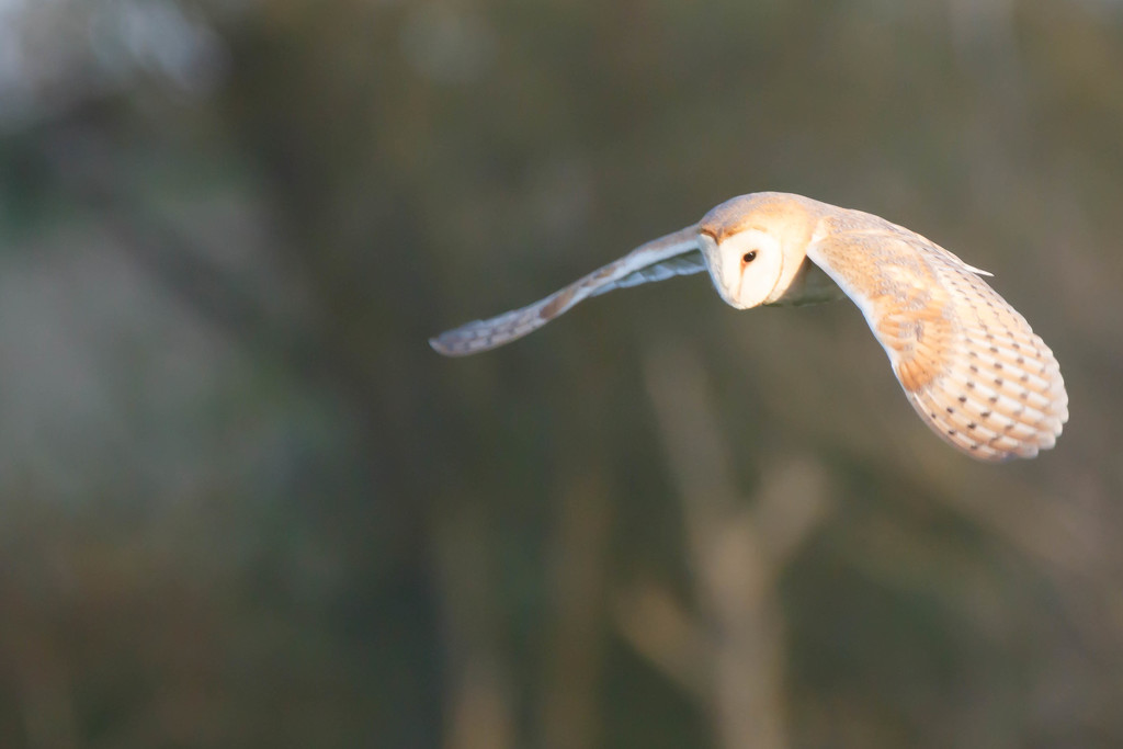 Barn Owl-just a filler by padlock