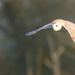 Barn Owl-just a filler by padlock