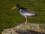 3rd May 2017 - Oystercatcher