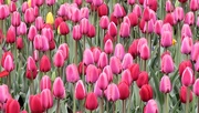 30th Apr 2017 - Spring tulips