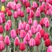 Spring tulips by maggie2