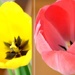 Half and half - tulips by bruni