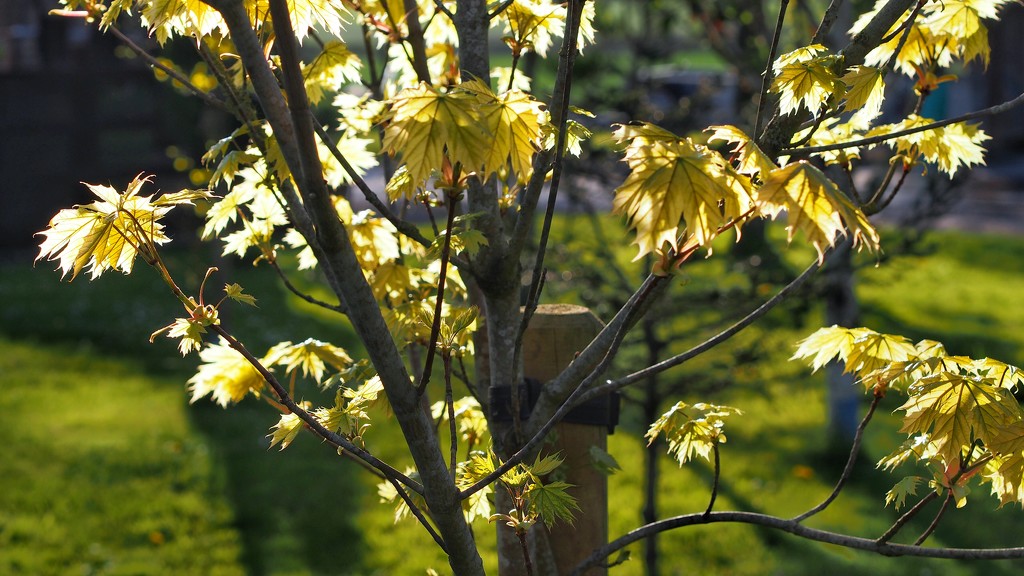 Sunlit leaves by happypat
