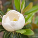 Magnolia Bloom by lynne5477