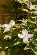 2nd May 2017 - Clematis Montana