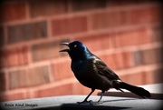 3rd May 2017 - Grackle