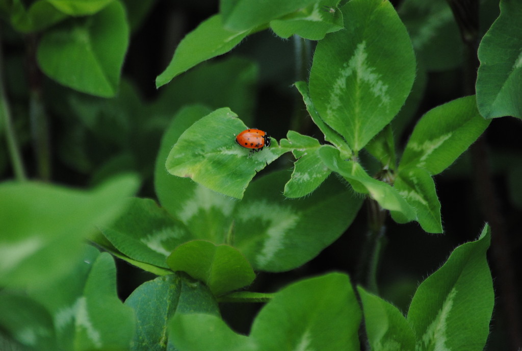 The Very Hungry Ladybug by genealogygenie