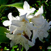 Rhododendron  by snowy
