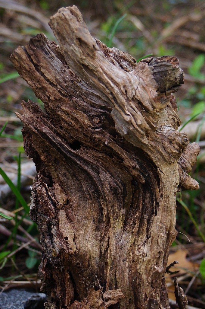 Old Tree Stump by meotzi