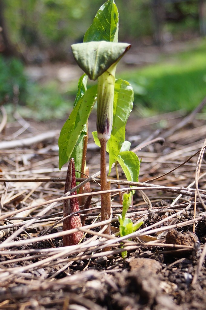 Young Jack-in-the-Pulpit. by meotzi
