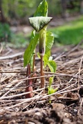 3rd May 2017 - Young Jack-in-the-Pulpit.
