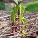 Young Jack-in-the-Pulpit. by meotzi