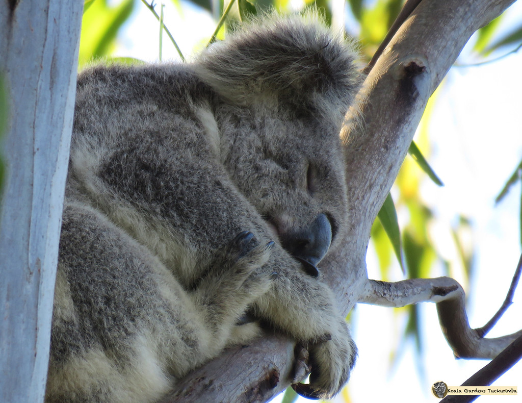 what I do best by koalagardens