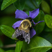 Busy Bumble Bee by berelaxed