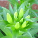 Lily blooms! by homeschoolmom
