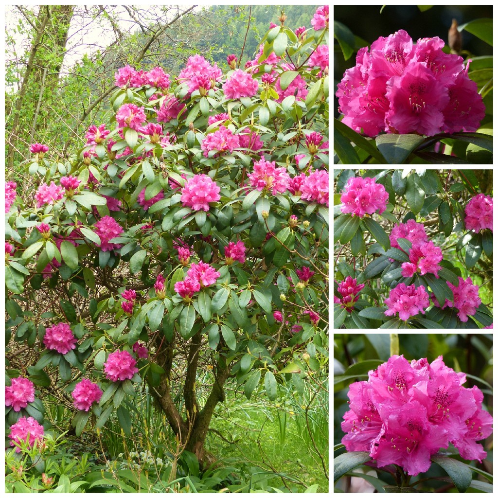  Rhododendron  by susiemc
