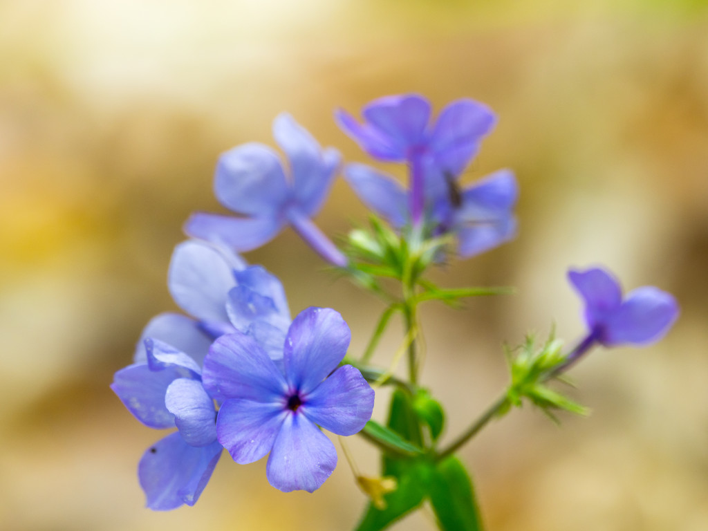 Vivid Blue Wildflower by rminer