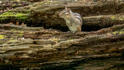 3rd May 2017 - Chipmunk on a log wide