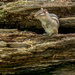 Chipmunk on a log wide by rminer