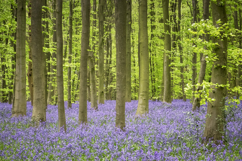 Day 123, Year 5 - Sixes Bluebells by stevecameras