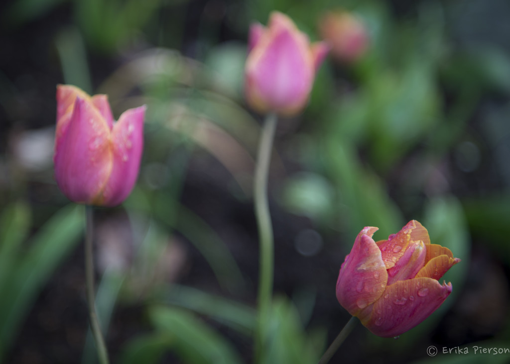 Tulips? Three lips. by epcello