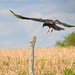 Vulture and a Few Other Kansas Features by kareenking