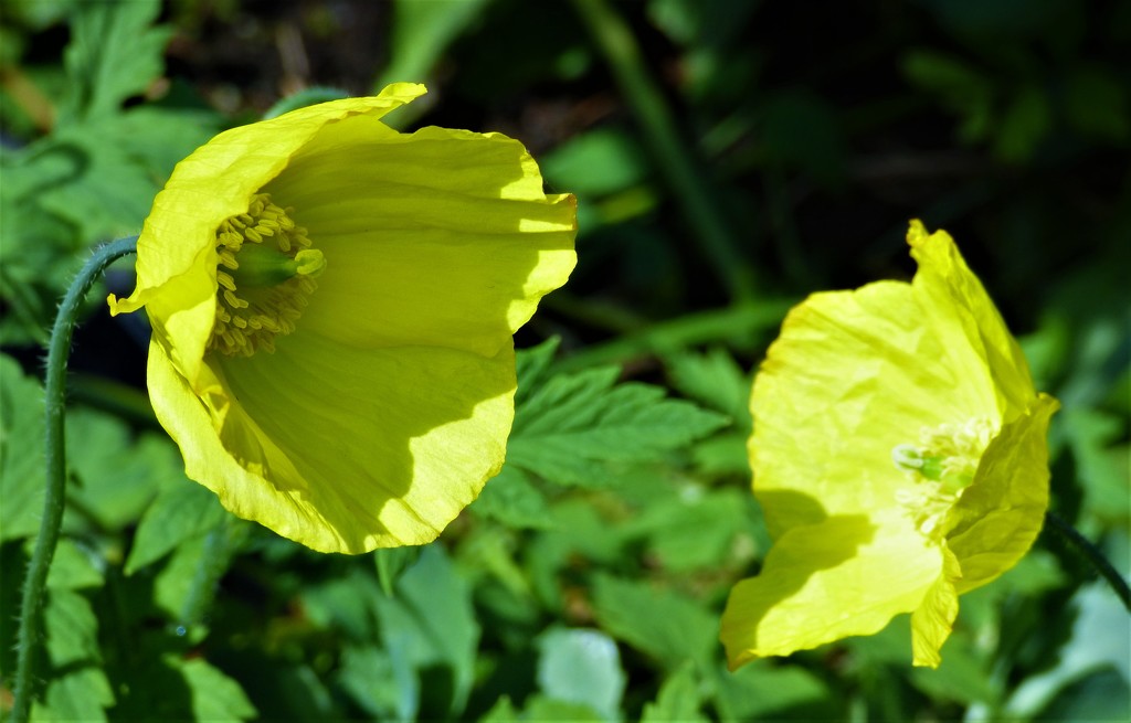 Welsh poppies in conversation  by beryl