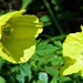 Welsh poppies in conversation  by beryl