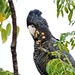 Female Red-Tailed Black Cockatoo by ubobohobo