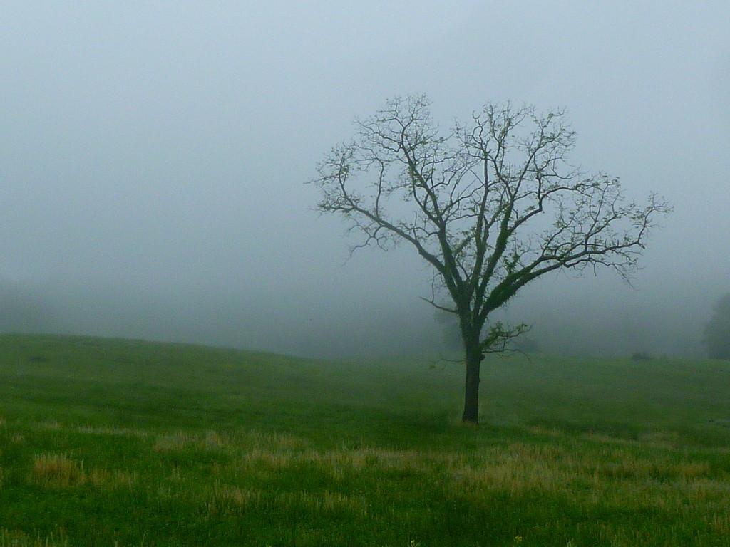 Lone Tree in the Fog by calm