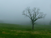 28th Apr 2017 - Lone Tree in the Fog