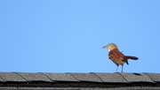 2nd May 2017 - Thrasher on my roof!