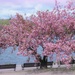 Pink Cherry at the Pond by deborahsimmerman