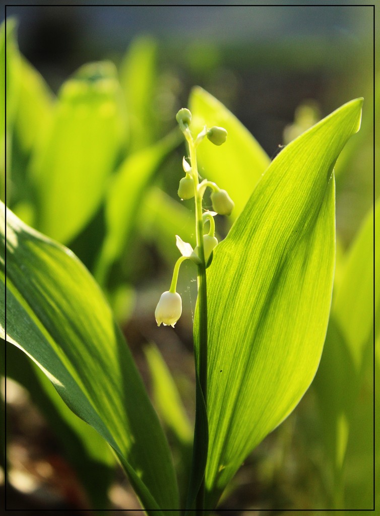 Lily of the Valley in the Golden Hour by olivetreeann