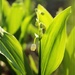 Lily of the Valley in the Golden Hour by olivetreeann