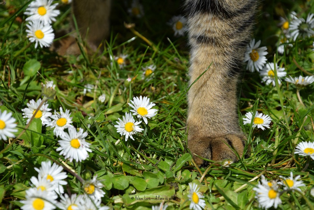 The cat and the daisies by parisouailleurs