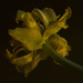 Tulip by haskar