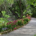 Path along the Ashley River, Magnolia Gardens, Charleston, SC by congaree