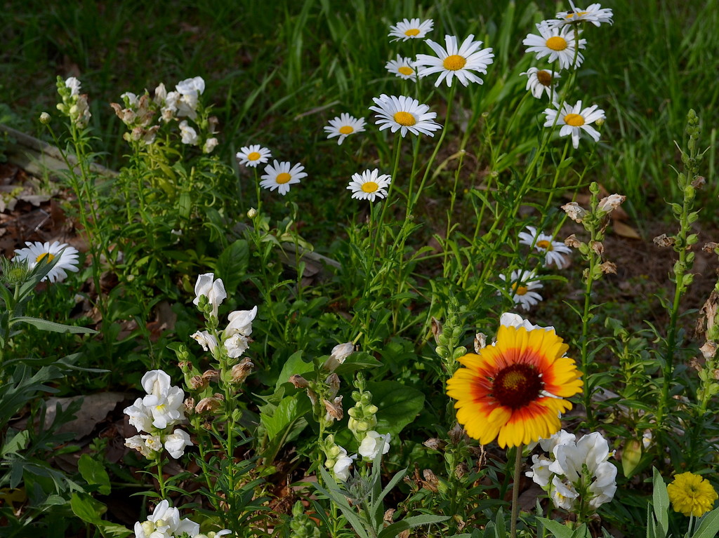 Daisies by congaree