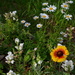 Daisies by congaree