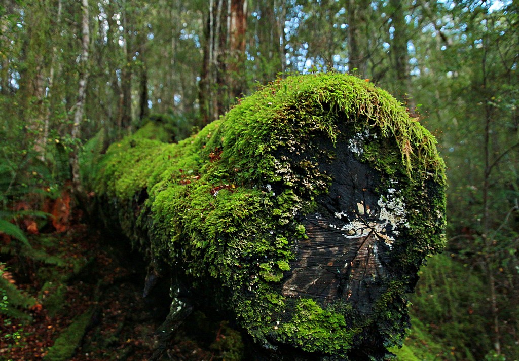 Mossy log lives again by kiwinanna